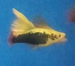 Platy hi fin mix